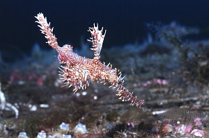Harlekin-Geisterpfeifenfisch vergrössern