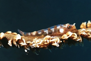 Peitschen-Zwerggrundel vergrössern