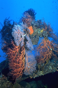 Liberty-Wrack, Tulamben, vergrössern