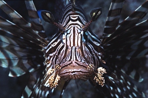 Rotfeuerfisch vergrössern