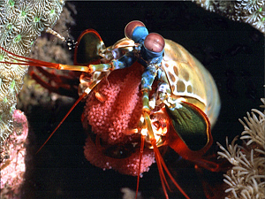 Fangschreckenkrebs vergrössern