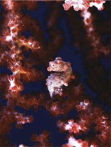 Pygmaenseepferdchen vergrössern