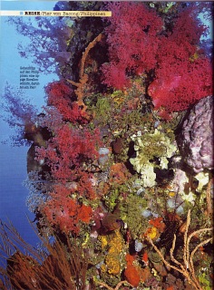 TAUCHEN 04-2007, Seite 1